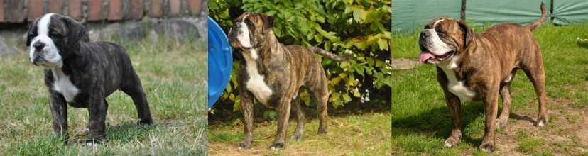 Continental Bulldogs Seeblickbulls Bilderalbum - Attila zu Besuch