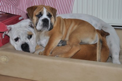 Continental Bulldogs Seeblickbulls Bilderalbum - Bulldog-Bogeys Babett