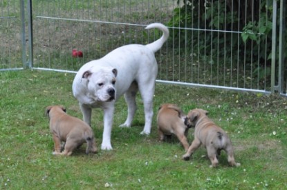 Continental Bulldogs Seeblickbulls Bilderalbum - Bulldog-Bogeys Babett