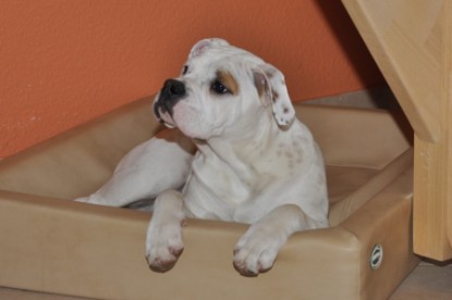 Continental Bulldogs Seeblickbulls Bilderalbum - Bulldog-Bogeys Babett