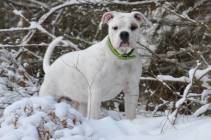 Continental Bulldogs Seeblickbulls Bilderalbum - Bulldog-Bogeys Babett