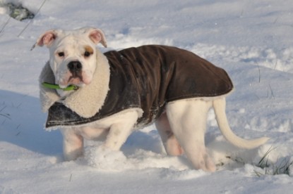 Continental Bulldogs Seeblickbulls Bilderalbum - Bulldog-Bogeys Babett