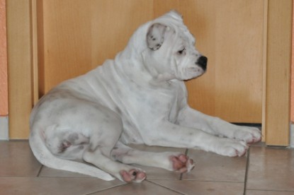 Continental Bulldogs Seeblickbulls Bilderalbum - Bulldog-Bogeys Babett