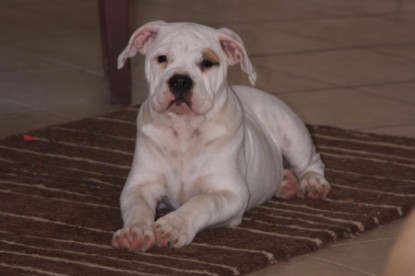 Continental Bulldogs Seeblickbulls Bilderalbum - Bulldog-Bogeys Babett