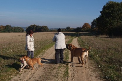 Continental Bulldogs Seeblickbulls Bilderalbum - Bulldog-Bogeys Babett