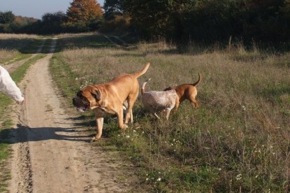 Continental Bulldogs Seeblickbulls Bilderalbum - Bulldog-Bogeys Babett