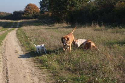 Continental Bulldogs Seeblickbulls Bilderalbum - Bulldog-Bogeys Babett