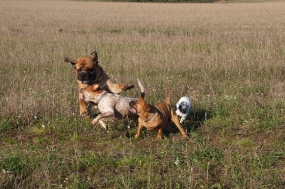 Continental Bulldogs Seeblickbulls Bilderalbum - Bulldog-Bogeys Babett