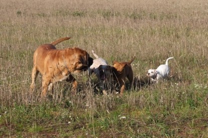 Continental Bulldogs Seeblickbulls Bilderalbum - Bulldog-Bogeys Babett