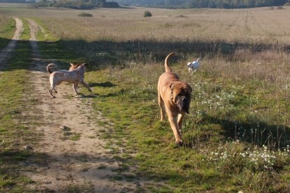 Continental Bulldogs Seeblickbulls Bilderalbum - Bulldog-Bogeys Babett