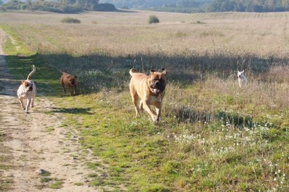 Continental Bulldogs Seeblickbulls Bilderalbum - Bulldog-Bogeys Babett