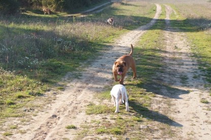 Continental Bulldogs Seeblickbulls Bilderalbum - Bulldog-Bogeys Babett