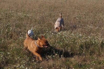 Continental Bulldogs Seeblickbulls Bilderalbum - Bulldog-Bogeys Babett