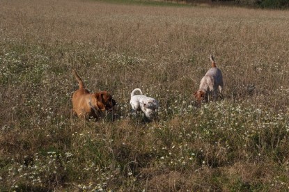 Continental Bulldogs Seeblickbulls Bilderalbum - Bulldog-Bogeys Babett