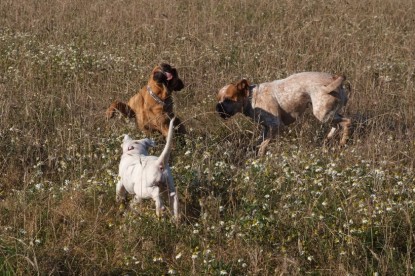 Continental Bulldogs Seeblickbulls Bilderalbum - Bulldog-Bogeys Babett