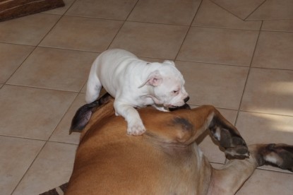 Continental Bulldogs Seeblickbulls Bilderalbum - Bulldog-Bogeys Babett