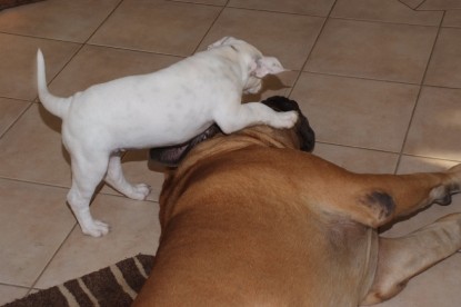 Continental Bulldogs Seeblickbulls Bilderalbum - Bulldog-Bogeys Babett