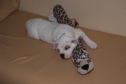 Continental Bulldogs Seeblickbulls Bilderalbum - Bulldog-Bogeys Babett