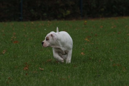 Continental Bulldogs Seeblickbulls Bilderalbum - Bulldog-Bogeys Babett