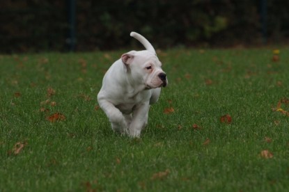 Continental Bulldogs Seeblickbulls Bilderalbum - Bulldog-Bogeys Babett