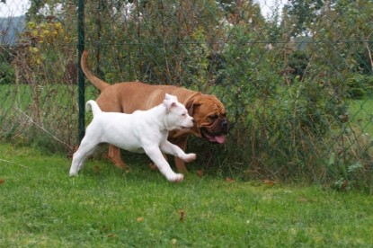 Continental Bulldogs Seeblickbulls Bilderalbum - Bulldog-Bogeys Babett