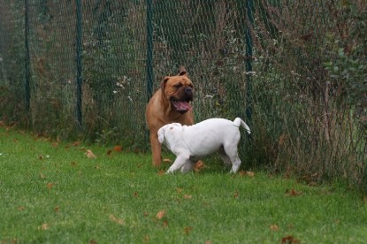 Continental Bulldogs Seeblickbulls Bilderalbum - Bulldog-Bogeys Babett