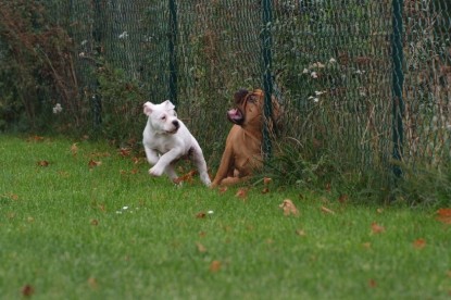 Continental Bulldogs Seeblickbulls Bilderalbum - Bulldog-Bogeys Babett