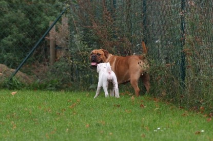 Continental Bulldogs Seeblickbulls Bilderalbum - Bulldog-Bogeys Babett