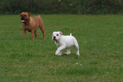 Continental Bulldogs Seeblickbulls Bilderalbum - Bulldog-Bogeys Babett