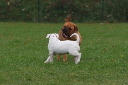 Continental Bulldogs Seeblickbulls Bilderalbum - Bulldog-Bogeys Babett