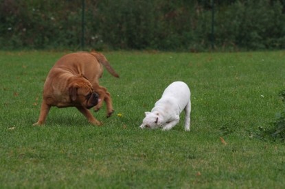 Continental Bulldogs Seeblickbulls Bilderalbum - Bulldog-Bogeys Babett