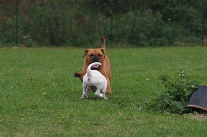 Continental Bulldogs Seeblickbulls Bilderalbum - Bulldog-Bogeys Babett