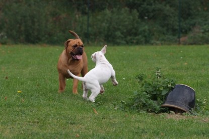 Continental Bulldogs Seeblickbulls Bilderalbum - Bulldog-Bogeys Babett