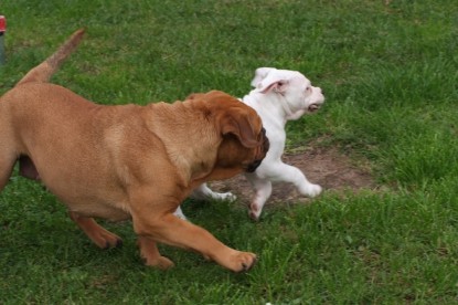 Continental Bulldogs Seeblickbulls Bilderalbum - Bulldog-Bogeys Babett