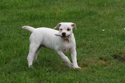 Continental Bulldogs Seeblickbulls Bilderalbum - Bulldog-Bogeys Babett