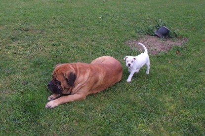 Continental Bulldogs Seeblickbulls Bilderalbum - Bulldog-Bogeys Babett