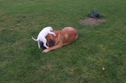 Continental Bulldogs Seeblickbulls Bilderalbum - Bulldog-Bogeys Babett