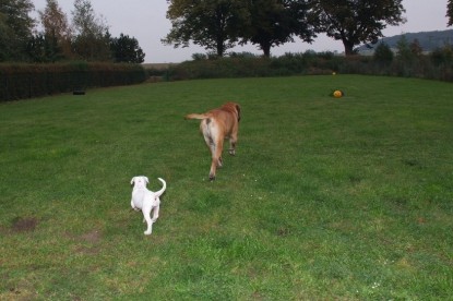 Continental Bulldogs Seeblickbulls Bilderalbum - Bulldog-Bogeys Babett