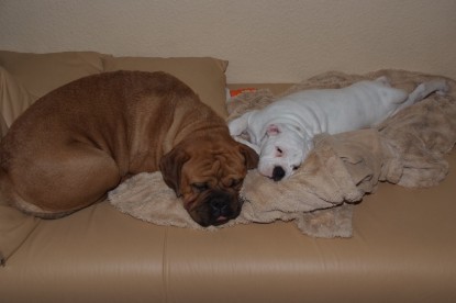 Continental Bulldogs Seeblickbulls Bilderalbum - Bulldog-Bogeys Babett