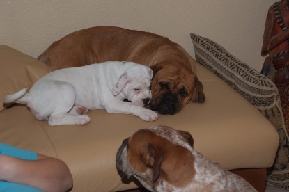 Continental Bulldogs Seeblickbulls Bilderalbum - Bulldog-Bogeys Babett