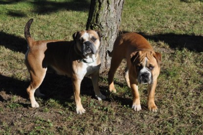 Continental Bulldogs Seeblickbulls Bilderalbum - Pickwick Doreen