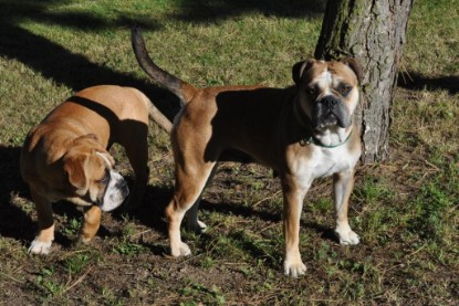 Continental Bulldogs Seeblickbulls Bilderalbum - Pickwick Doreen