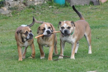 Continental Bulldogs Seeblickbulls Bilderalbum - Pickwick Doreen