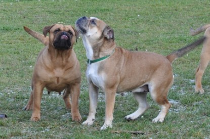 Continental Bulldogs Seeblickbulls Bilderalbum - Pickwick Doreen