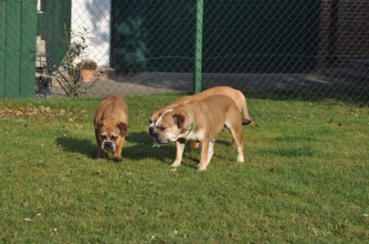 Continental Bulldogs Seeblickbulls Bilderalbum - Pickwick Doreen