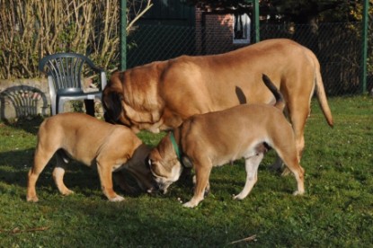 Continental Bulldogs Seeblickbulls Bilderalbum - Pickwick Doreen