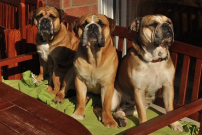 Continental Bulldogs Seeblickbulls Bilderalbum - Pickwick Doreen