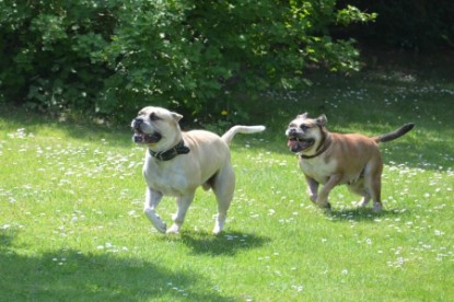 Continental Bulldogs Seeblickbulls Bilderalbum - Pickwick Doreen