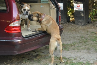 Continental Bulldogs Seeblickbulls Bilderalbum - Pickwick Doreen