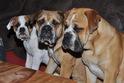 Continental Bulldogs Seeblickbulls Bilderalbum Bulldog-Bogeys Emmas erste Tage